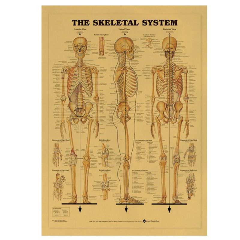 Vintage The Skeletal System Me - Home Decor Indonesia recension och pris