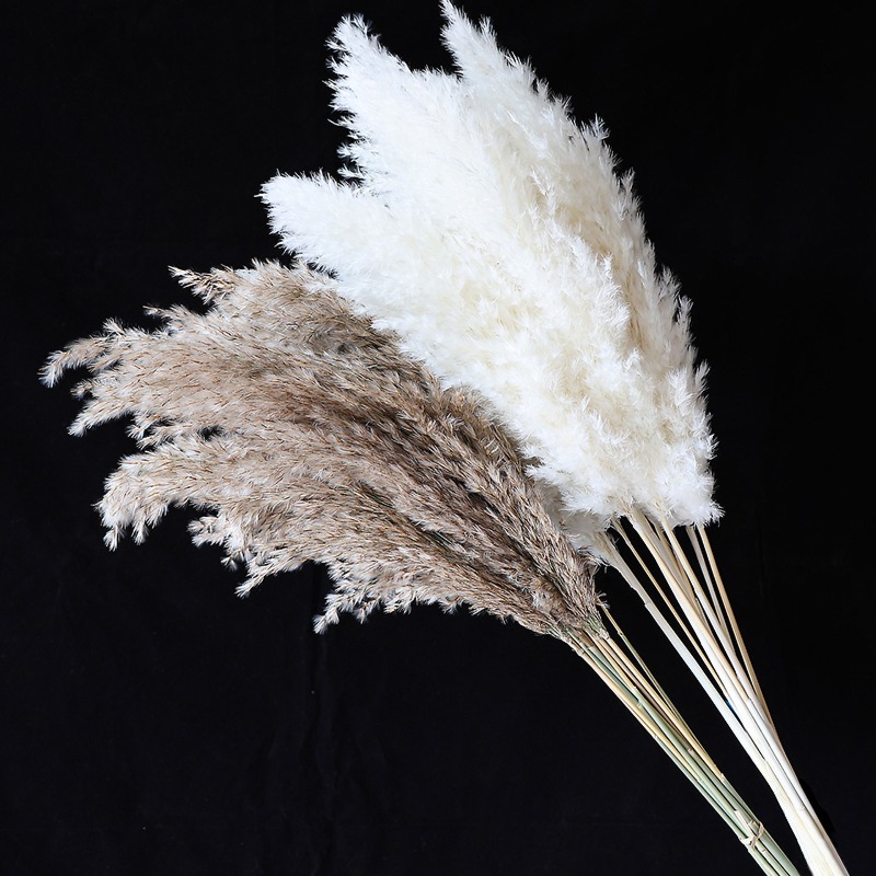 10Pcs Colorful Natural Reeds P - Pampas Grass Decor recension och pris