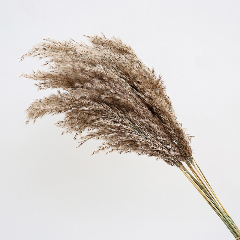 10Pcs Colorful Natural Reeds P - Pampas Grass Decor recension och pris