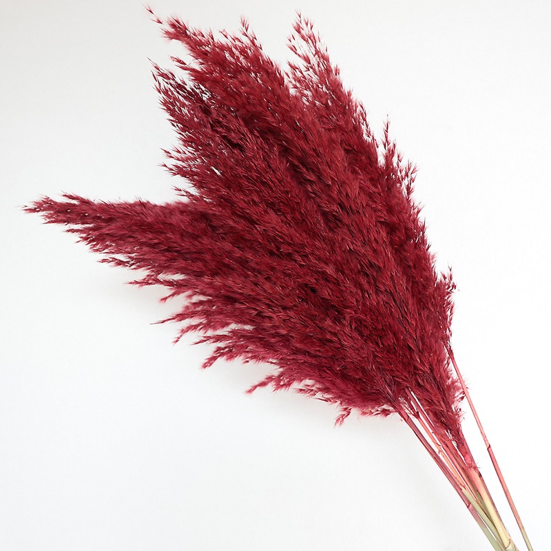 10Pcs Colorful Natural Reeds P - Pampas Grass Decor recension och pris
