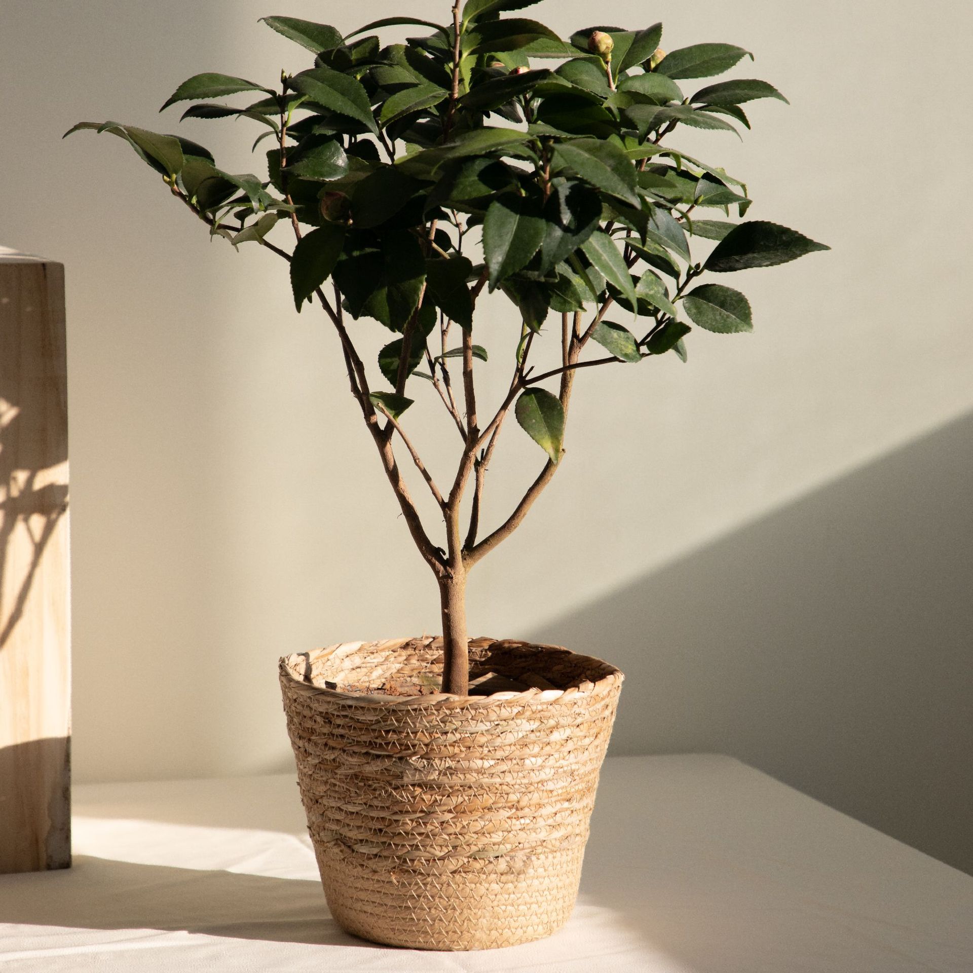 Multi-purpose Woven Storage Ba - Rattan Plant Basket recension och pris